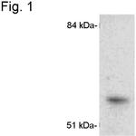 CYP1A1 Antibody in Western Blot (WB)