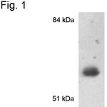 CYP1A2 Antibody in Western Blot (WB)