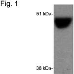 CYP2A6 Antibody in Western Blot (WB)