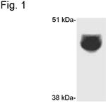 CYP3A4 Antibody in Western Blot (WB)