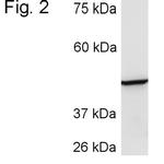 CYP3A4 Antibody in Western Blot (WB)