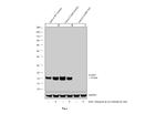 Claudin 1 Antibody in Western Blot (WB)