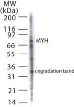 MUTYH Antibody in Western Blot (WB)