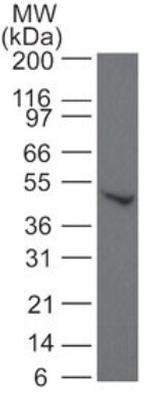 SMAD6 Antibody in Western Blot (WB)