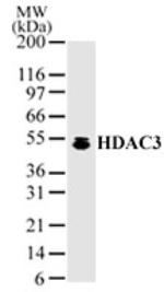 HDAC3 Antibody in Western Blot (WB)