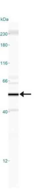 HDAC3 Antibody in Western Blot (WB)