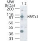 NFATC1 Antibody in Western Blot (WB)