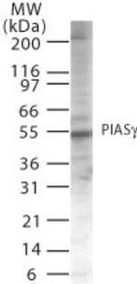 PIASy Antibody in Western Blot (WB)