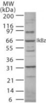 IkB zeta Antibody in Western Blot (WB)