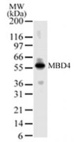 MBD4 Antibody in Western Blot (WB)