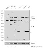 EZH1 Antibody in Western Blot (WB)