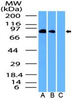 EZH1 Antibody in Western Blot (WB)