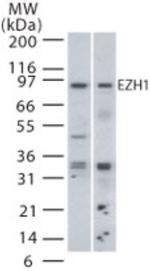 EZH1 Antibody in Western Blot (WB)