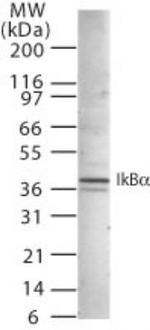 IkB alpha Antibody in Western Blot (WB)