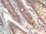 AGR2 Antibody in Immunohistochemistry (Paraffin) (IHC (P))