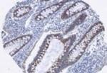 AGR2 Antibody in Immunohistochemistry (Paraffin) (IHC (P))