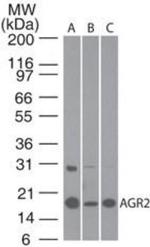 AGR2 Antibody in Western Blot (WB)