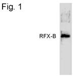 RFXANK Antibody in Western Blot (WB)