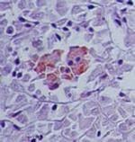 SENP2 Antibody in Immunohistochemistry (Paraffin) (IHC (P))