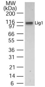 DNA Ligase I Antibody in Western Blot (WB)