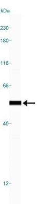 beta Tubulin Antibody in Western Blot (WB)