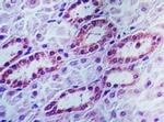 APIP Antibody in Immunohistochemistry (Paraffin) (IHC (P))