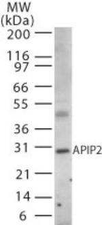 APIP Antibody in Western Blot (WB)