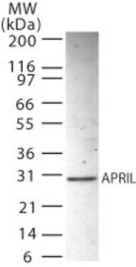 PHAPI2 Antibody in Western Blot (WB)