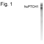 PTCH Antibody in Western Blot (WB)