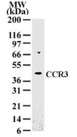 CCR3 Antibody in Western Blot (WB)