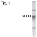 SFRP5 Antibody in Western Blot (WB)