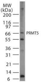 PRMT5 Antibody in Western Blot (WB)