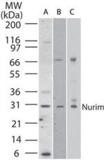 Nurim Antibody in Western Blot (WB)