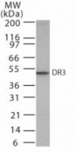 DR3 Antibody in Western Blot (WB)