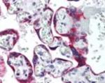 SSTR5 Antibody in Immunohistochemistry (Paraffin) (IHC (P))