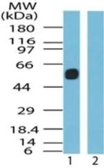 SSTR5 Antibody in Western Blot (WB)