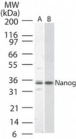 Nanog Antibody in Western Blot (WB)