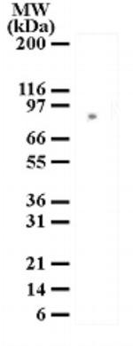 MRE11 Antibody in Western Blot (WB)