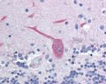 LFG Antibody in Immunohistochemistry (Paraffin) (IHC (P))