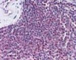 GPR109B Antibody in Immunohistochemistry (Paraffin) (IHC (P))