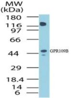 GPR109B Antibody in Western Blot (WB)