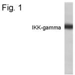 IKK gamma Antibody in Western Blot (WB)