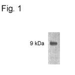 p8 Antibody in Western Blot (WB)