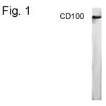 CD100 Antibody in Western Blot (WB)