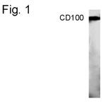 CD100 Antibody in Western Blot (WB)