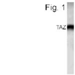 WWTR1 Antibody in Western Blot (WB)