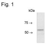 CRG-L2 Antibody in Western Blot (WB)