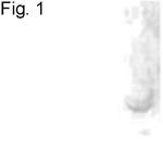 Noggin Antibody in Western Blot (WB)