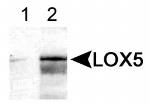 ALOX5 Antibody in Western Blot (WB)