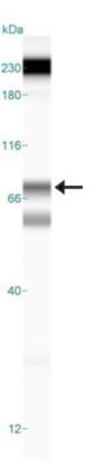 ALOX5 Antibody in Western Blot (WB)